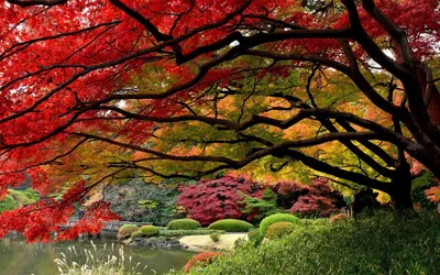 Обои Япония, японский сад, сад, осень, дерево - картинка на рабочий стол и  фото бесплатно