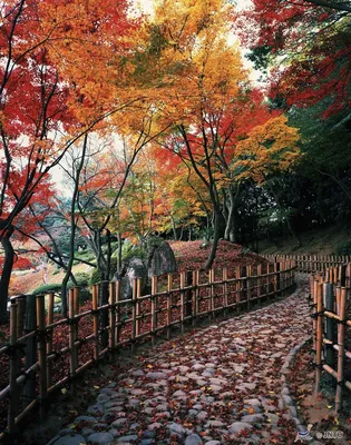 Осень в Японии: красные клены | Trip-Point