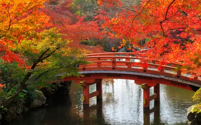 Обои осень в Японии, Япония, осень, сезон, дерево - картинка на рабочий  стол и фото бесплатно