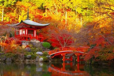 Осень в Японии 2023, сезон момидзи, туры в Японию на клены