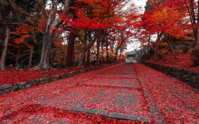Осень в Киото, Япония | Пикабу