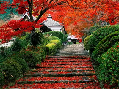 Япония, Природа, Осень - заставка на рабочий стол | Лучшие Бесплатные  картинки