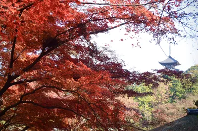 Японская осень. Красные клены парка Санкейэн