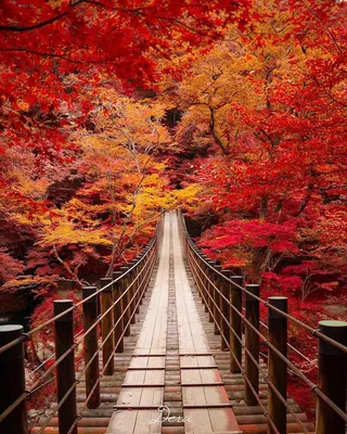 Японская осень - 57 фото