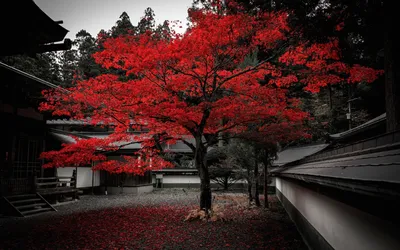 Обои Япония, дом, дерево, красные листья, осень 1920x1200 HD Изображение