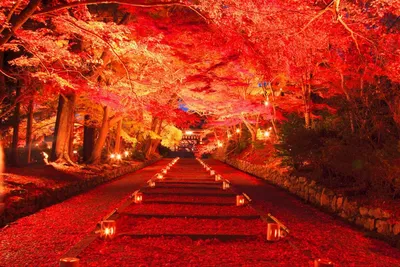 Где полюбоваться осенью в Японии? | Gaku.ru | Дзен