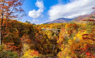 ТОП-10 мест для любования красными листьями в Японии | Ассоциация  Туроператоров
