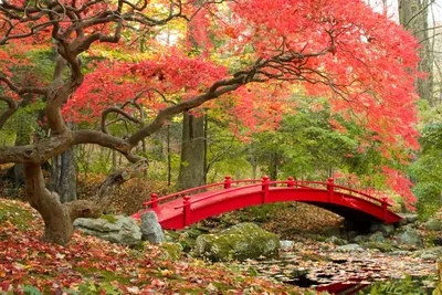Японский сад осенью в парке - обои на рабочий стол