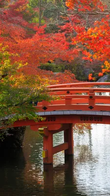Обои осень в Японии, Япония, осень, сезон, дерево на телефон Android,  1080x1920 картинки и фото бесплатно
