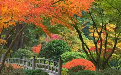 Мостик Японии парк осень - обои на рабочий стол