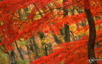 Скачать обои Японская осень (Осень, Дерево, Япония) для рабочего стола  1920х1200 (16:10) бесплатно, Фото Японская осень Осень, Дерево, Япония на  рабочий стол. | WPAPERS.RU (Wallpapers).