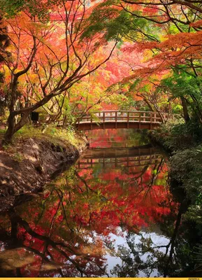 Япония :: фото :: страны :: Осень / смешные картинки и другие приколы:  комиксы, гиф анимация, видео, лучший интеллектуальный юмор.
