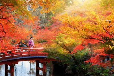 Экскурсионный тур по Японии, краски осени 2018 Япония