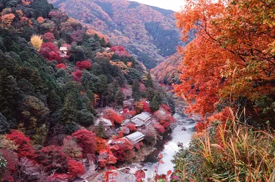 Осень в японии - 56 фото