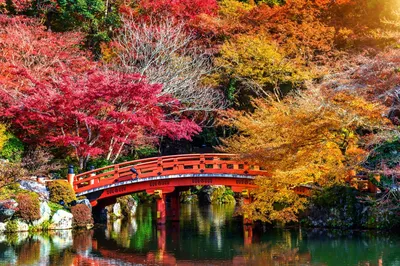 Собирать пазлы онлайн - Осень в Японии