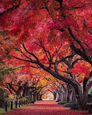Осень в Японии | Пикабу