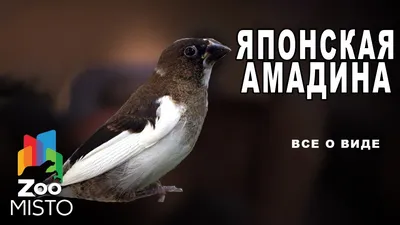 Японская амадина - Все о виде птицы |Вид птицы - Японская амадина - YouTube