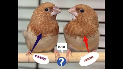 японские амадины. как отличить амадинов декоративные птицы мои птицы -  YouTube