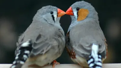 Птички-амадины выбирают партнёров по поведенческой совместимости