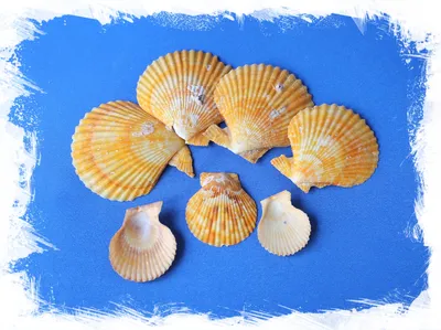 Морепродукты Морской гребешок - «Морской гребешок рецепт приготовления. Как  правильно есть морской гребешок и какой он на вкус, об этом в отзыве.» |  отзывы
