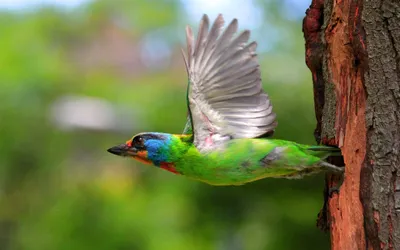 Яркие птицы в полете - картинки и фото poknok.art