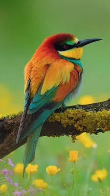 Яркие птицы - 62 фото