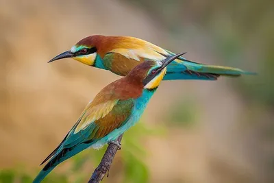 Красочные птицы - картинки и фото poknok.art