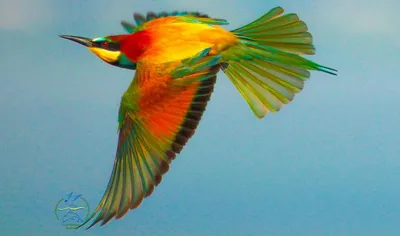 В Одесскую область прилетели удивительные яркие птицы | БессарабiЯ.UA