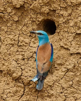 В Запорожской области на глиняном обрыве гнездятся красочные птицы — фото –  SkyNewsZP