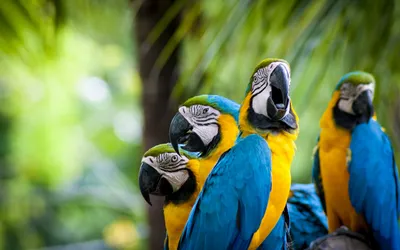 Фон рабочего стола где видно желто-голубые попугаи, ара, яркие птицы,  размытость, фото, Yellow-blue parrots, macaw, bright birds, blur, photo