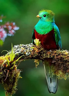Очень красивых птиц - картинки и фото poknok.art