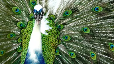 Почему птицы такие яркие? 3 способа, которые используют пернатые, чтобы  обмануть наше зрение | Пикабу