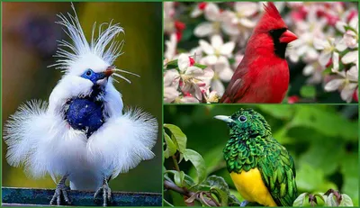 Все краски мира здесь! :) 20 самых ярких и прекрасных птиц в мире | Мур ТВ