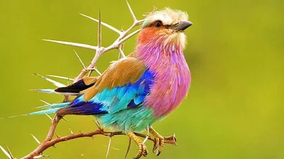Птицы с ярким оперением - 34 фото
