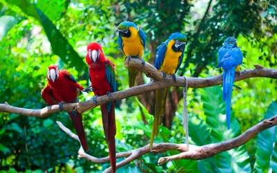 Фон рабочего стола где видно разноцветные попугаи ара, на ветке, самые яркие  птицы, красивые обои, Colorful parrots of a macaw, on a branch, the  brightest birds, beautiful wallpaper
