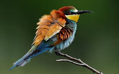 Редкие птицы рисунки - 66 фото