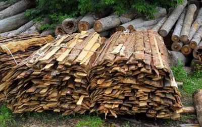 В Молдове выросла стоимость дров: лесничества обнародовали новые цены | СП  - Новости Бельцы Молдова