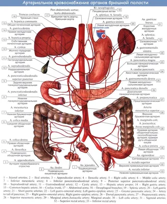 Анатомия: Кровоснабжение и иннервация тонкой кишки
