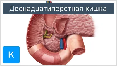 Двенадцатиперстная кишка - Анатомия человека | Kenhub - YouTube