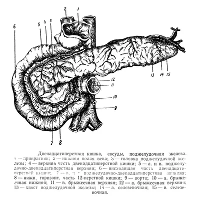Двенадцатиперстная кишка - duodenum - Живот - Топографічна анатомія людини  російською мовою (ru) - Цікава інформація медичної спрямованості - Анатомія  людини