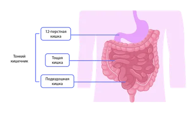 Пищеварение в желудке и кишечнике. Регуляция пищеварения. Нарушения работы  системы | Биология 8 класс