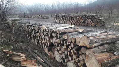 Румыния предоставит Молдове 200 тысяч складометров дров - Nokta