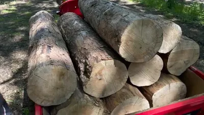 В Молдавии запустили сайт для распределения дров