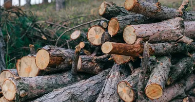 Небытовые потребители в РМ смогут приобрести до 200 складометров дров