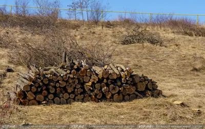Гражданам в Бельцах положены дрова по сниженным ценам, но с их  предоставлением возникла проблема | СП - Новости Бельцы Молдова