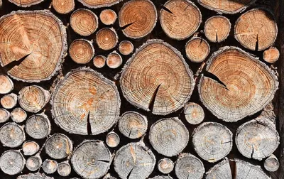 В Молдове создана горячая линия по вопросам приобретения дров | СП -  Новости Бельцы Молдова