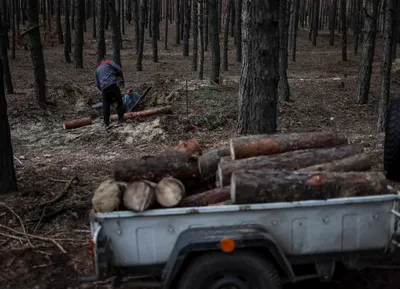 5 вопросов про ДроваЄ: зачем это нужно и сколько дров можно заказать -  Новости на KP.UA