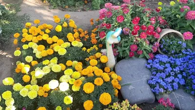 Цветы которые Цветут Все Лето Агератум Бархатцы и Петуния из семян - YouTube