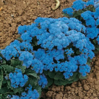 Агератум или Долгоцветка Ageratum Blue Mink - купить саженцы в  интернет-магазине
