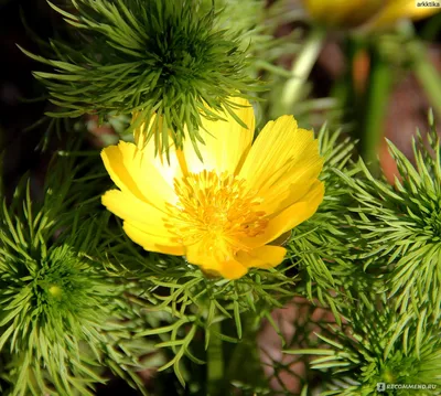 Адонис весенний - «Милый краснокнижник в моем саду. Яркие солнышки с  пушистыми листьями. Беспроблемный цветок, который очень сложно  приживается.» | отзывы